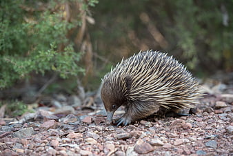 Short-beaked echidna foraging on rocky ground in natural habitat