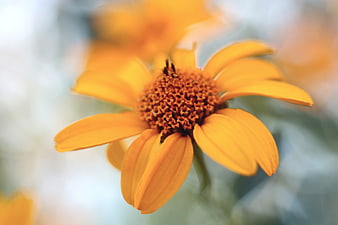 Close-up of a vibrant yellow flower with blurred background