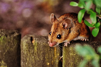 Close-up of a Wood Mouse on a Wooden Fence