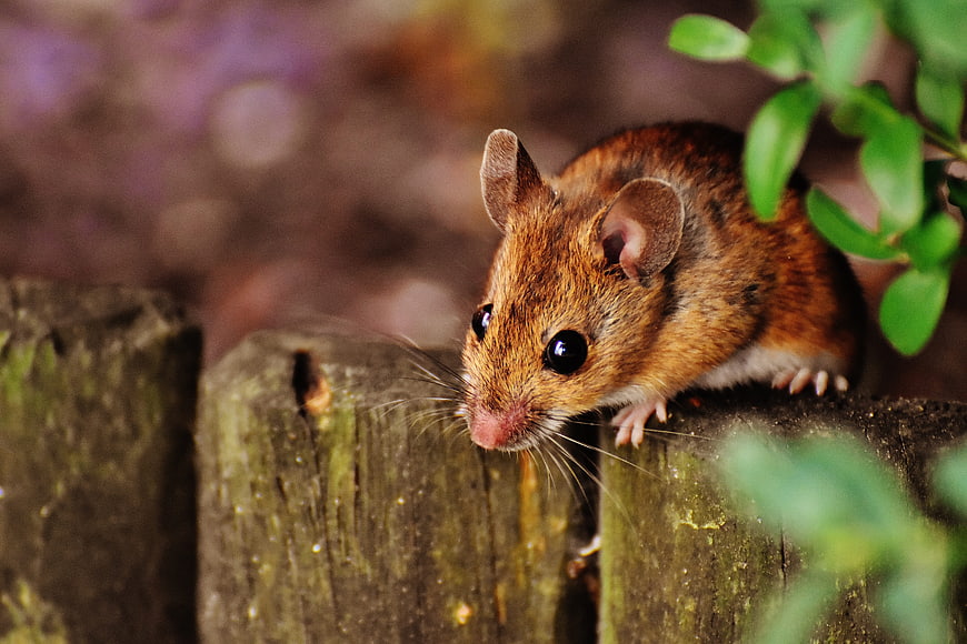 Close-up of a Wood Mouse on a Wooden Fence