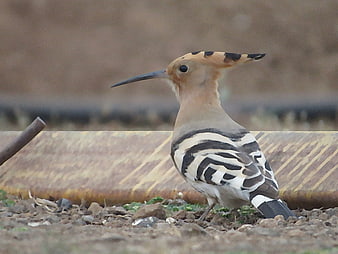 Common Hoopoe bird with striped wings and crest