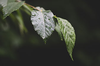 Close-up of green leaves with rain droplets on dark background