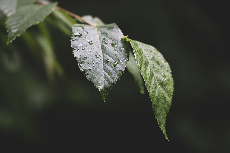 Close-up of green leaves with rain droplets on dark background