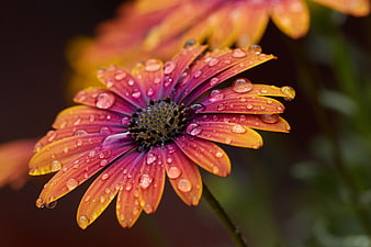 Close-up of a vibrant purple and orange flower with water droplets