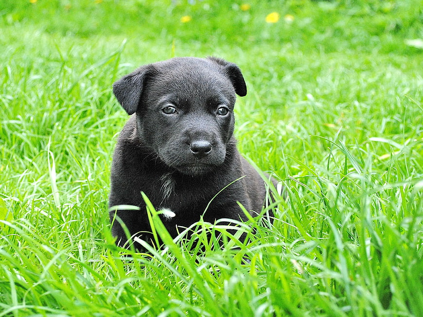 Cute Black Labrador Puppy Sitting in Green Grass