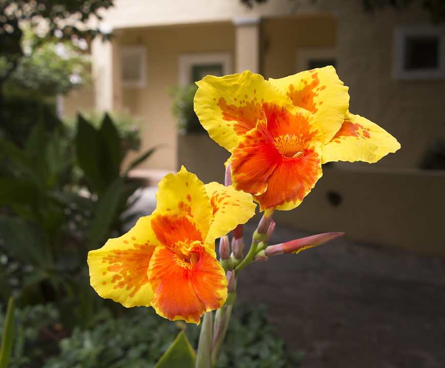 Vibrant Yellow and Orange Canna Lily Flowers in Garden