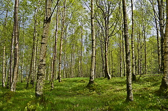 Sunlit Birch Forest With Green Grass And Tall Trunks