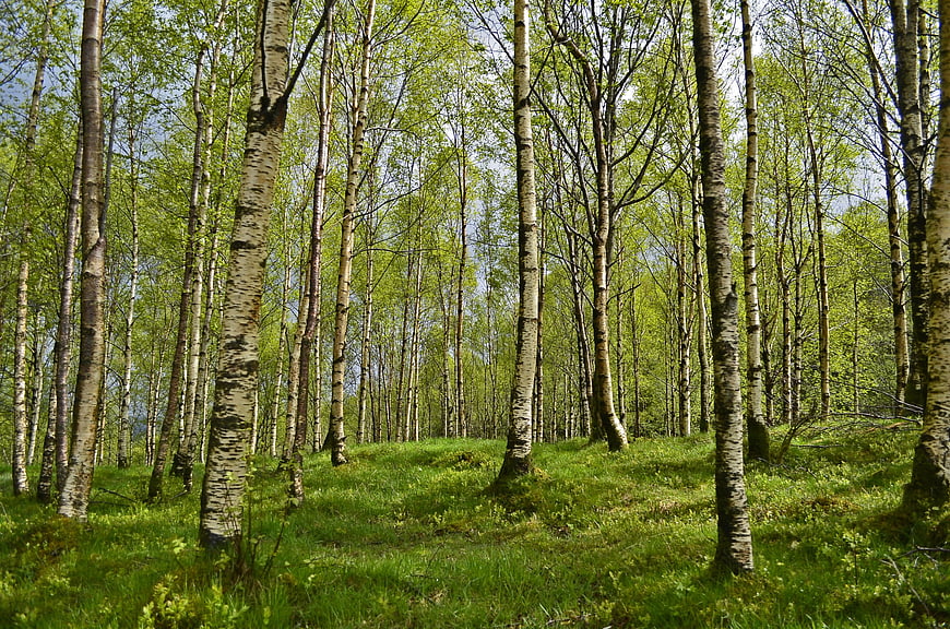 Sunlit Birch Forest With Green Grass And Tall Trunks