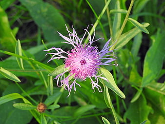 Close-up of a purple knapweed flower in green grass