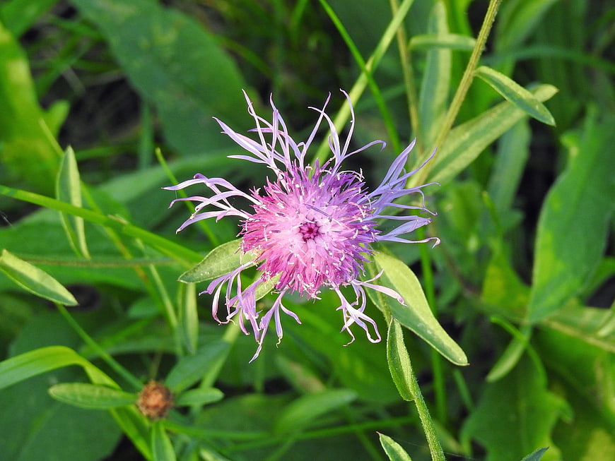 Close-up of a purple knapweed flower in green grass