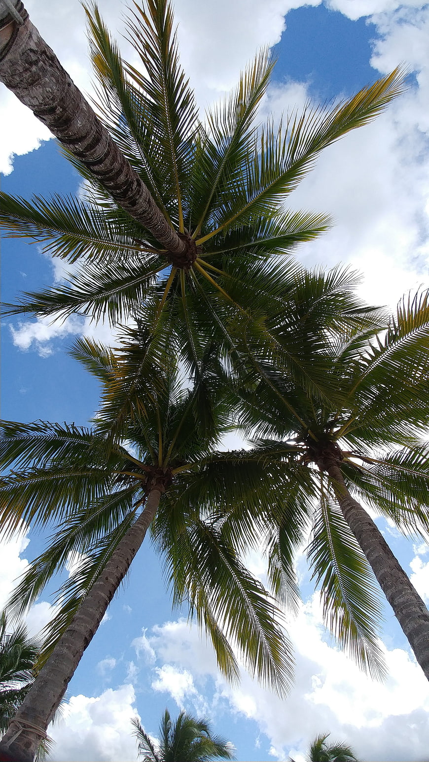 Low angle view of tall coconut palm trees against blue sky