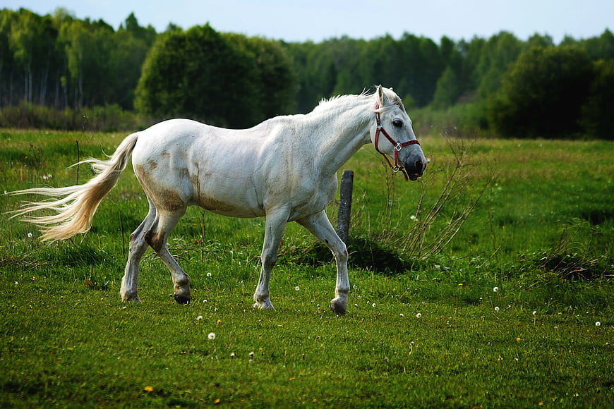 White Horse Trotting in Green Pasture