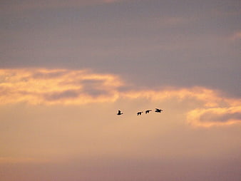 Silhouettes of four birds flying against a sunset sky