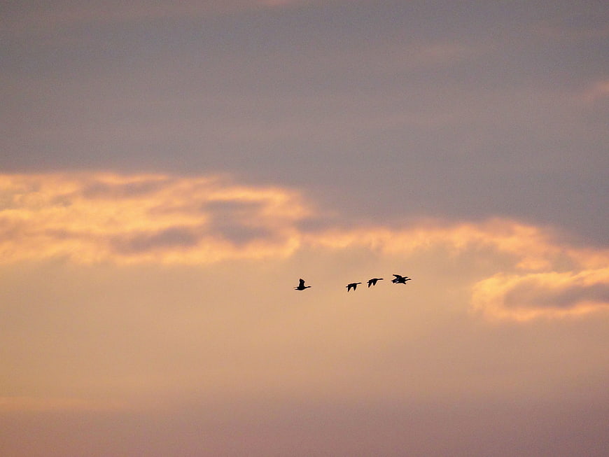 Silhouettes of four birds flying against a sunset sky