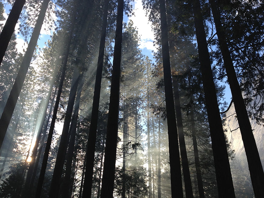 Sunbeams streaming through tall redwood forest trees