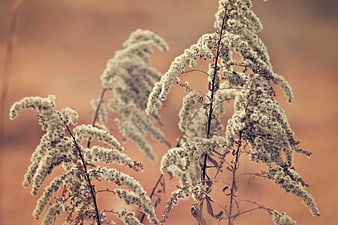 Close-up of dried white wildflowers on warm background