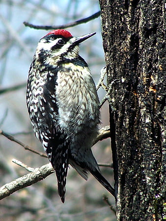 Red-bellied Woodpecker Perched on Tree Bark
