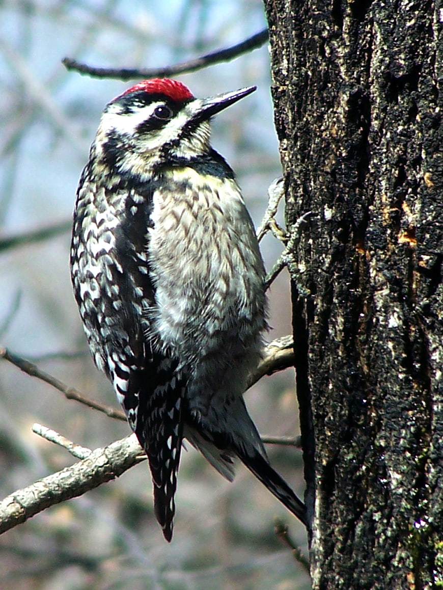 Red-bellied Woodpecker Perched on Tree Bark