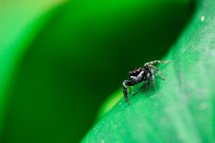 Close-up of a jumping spider on a vibrant green leaf