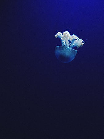 Blue spotted jellyfish swimming in deep dark ocean water