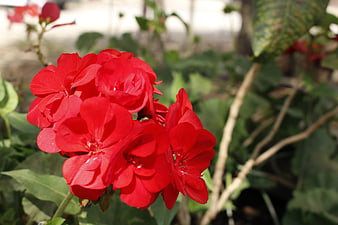Vibrant Red Geranium Flowers in a Garden Setting