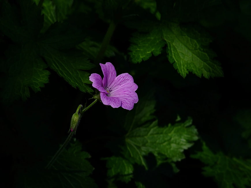 Purple Wild Geranium Flower on Dark Green Leaves