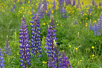 Vibrant Purple Lupine Flowers in a Green Meadow