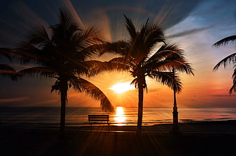 Silhouette of Palm Trees and Bench at Sunset
