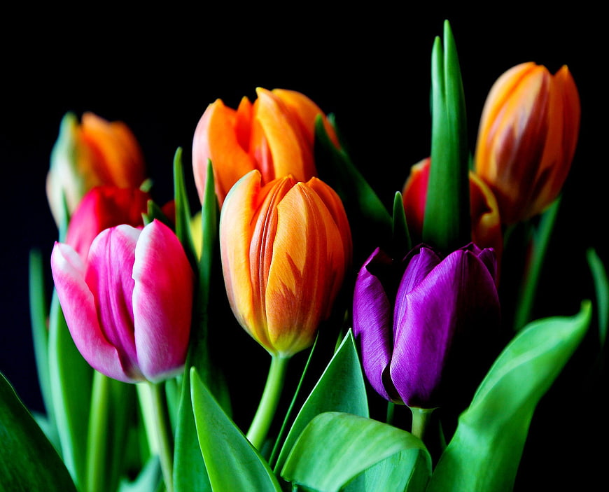 Colorful Tulip Bouquet on Black Background