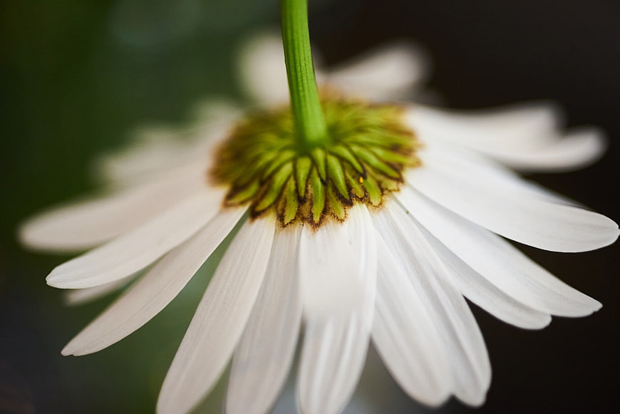 Close-up of White Daisy Flower from Below