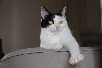 Black and white cat with yellow eyes resting on a gray sofa
