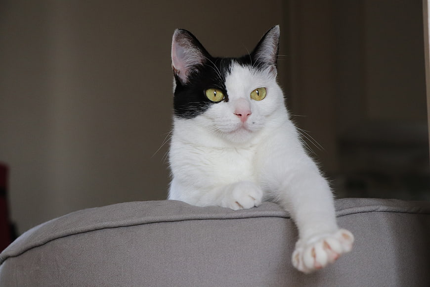 Black and white cat with yellow eyes resting on a gray sofa