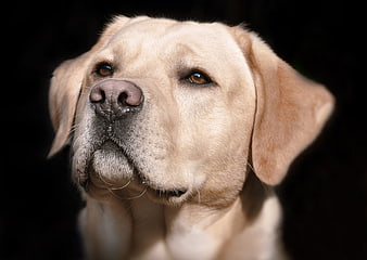 Close-up portrait of a yellow Labrador Retriever dog