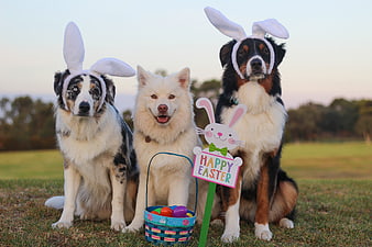 Three dogs in bunny ears celebrating Easter with eggs