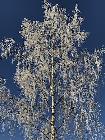 Frost-covered birch tree against deep blue winter sky