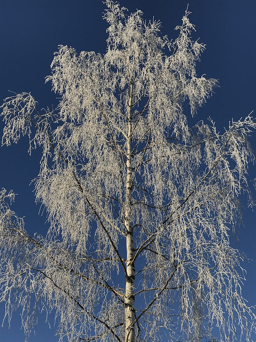 Frost-covered birch tree against deep blue winter sky