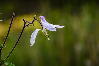 Delicate Purple Columbine Flower in Natural Setting
