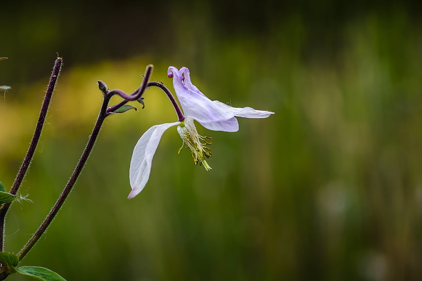 Delicate Purple Columbine Flower in Natural Setting