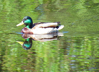 Male Mallard Duck Swimming in Green Pond Water