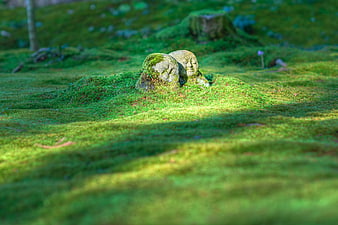 Mossy Gray Rocks in Lush Green Forest Undergrowth