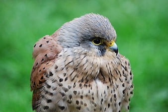 Close-up portrait of a kestrel bird with green background