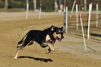 Black and Tan Dog Sprinting on Dirt Agility Course