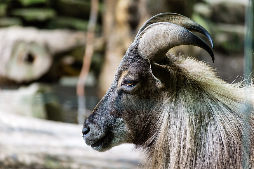 Close-up profile of a wild goat with curved horns
