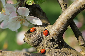 Three Ladybugs on Apple Blossom Branch