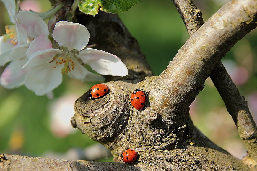 Three Ladybugs on Apple Blossom Branch