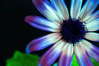 Vibrant Blue and Purple Flower Macro on Black Background