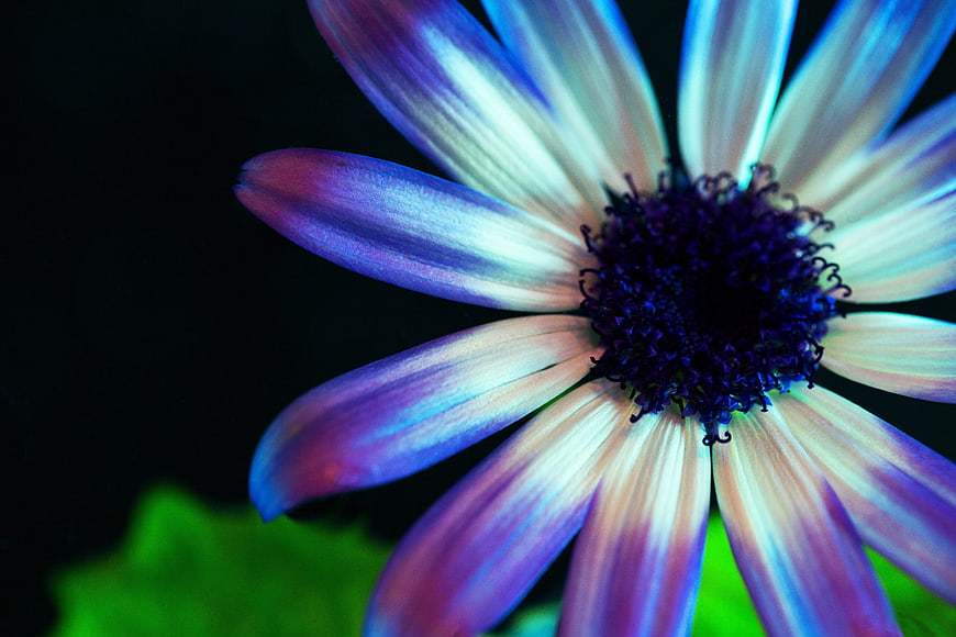 Vibrant Blue and Purple Flower Macro on Black Background