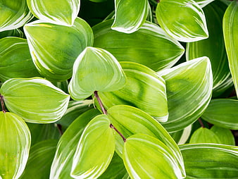 Close-up of vibrant green variegated Solomon's seal leaves