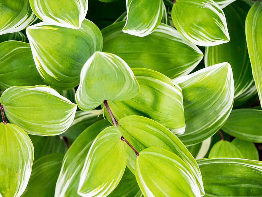 Close-up of vibrant green variegated Solomon's seal leaves