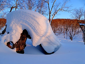 Snow-Covered Birch Stump in Winter Forest Landscape